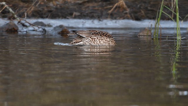 Northern Pintail - ML631972456
