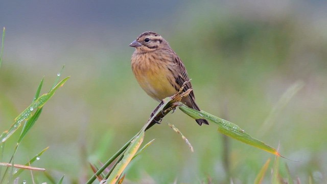 Yellow-breasted Bunting - ML631972518