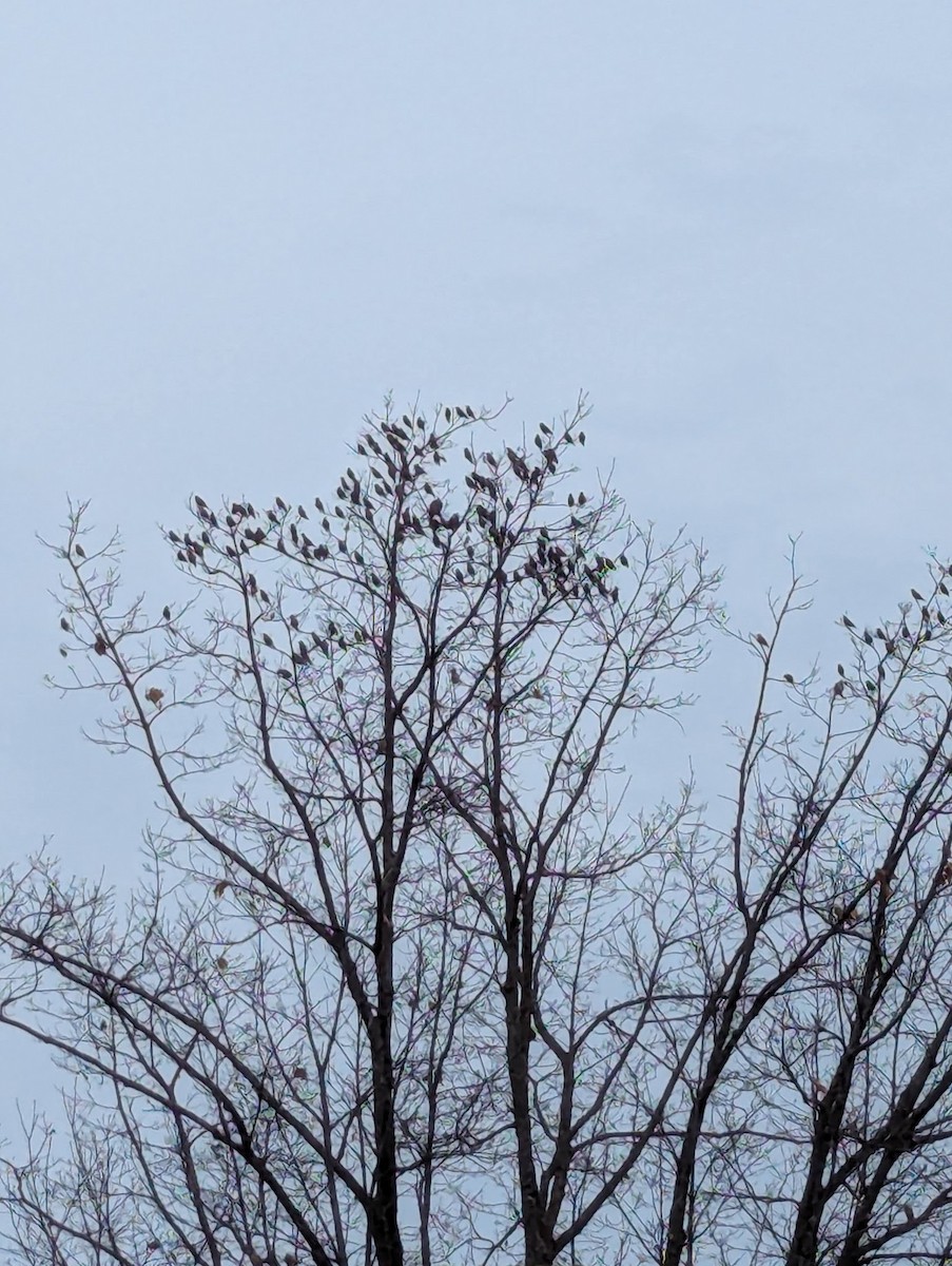 Bohemian Waxwing - ML631972553