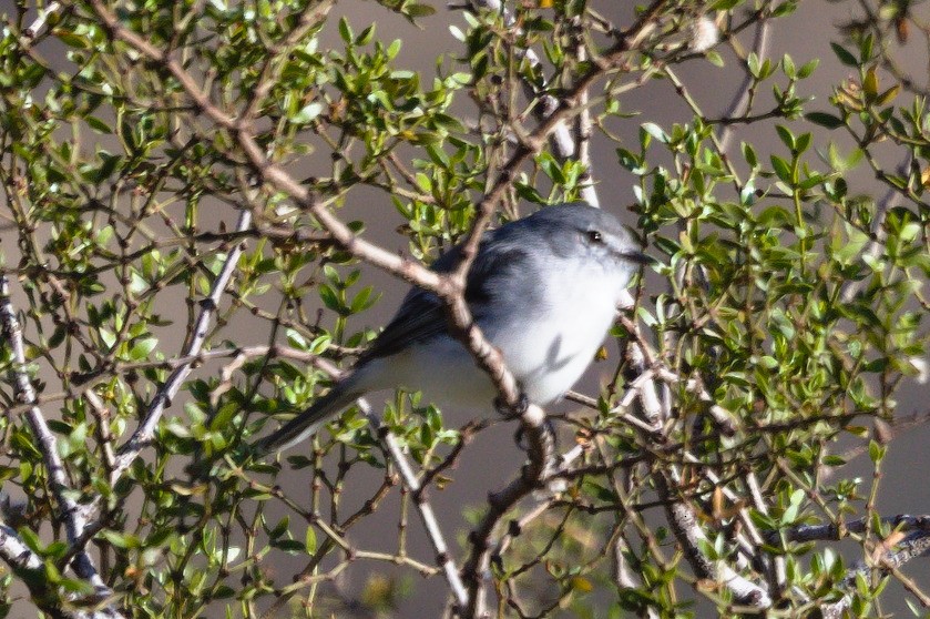 White-crested Tyrannulet (White-bellied) - ML631972767