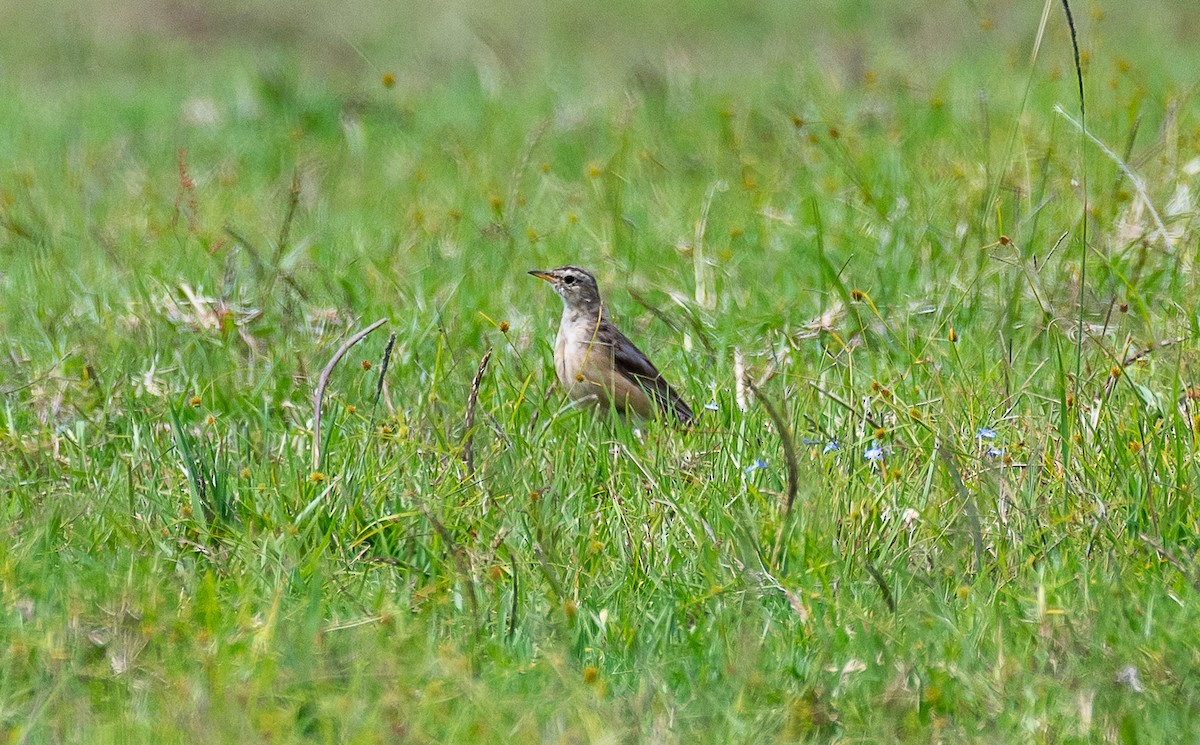 Plain-backed Pipit - ML631972795