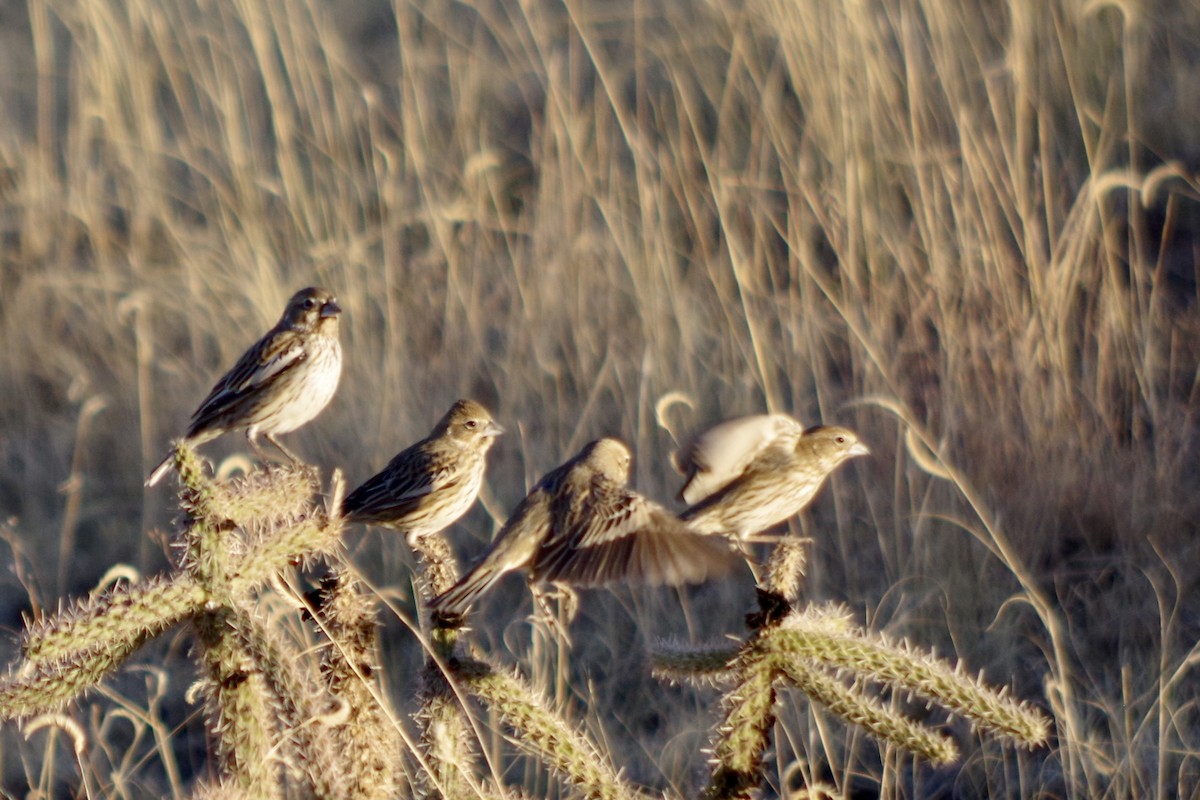 Lark Bunting - ML631972814