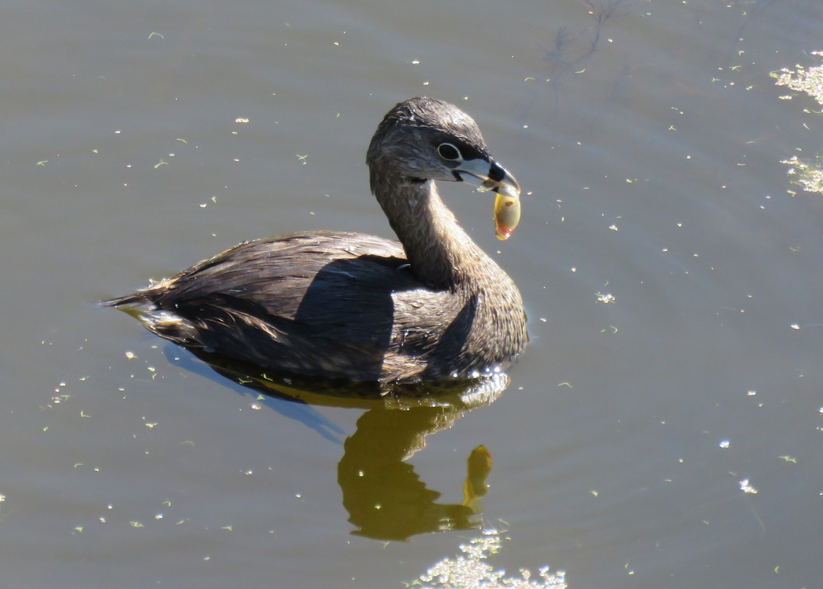 Pied-billed Grebe - ML631972887