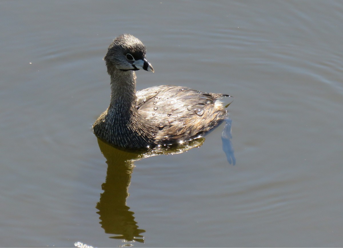 Pied-billed Grebe - ML631972888