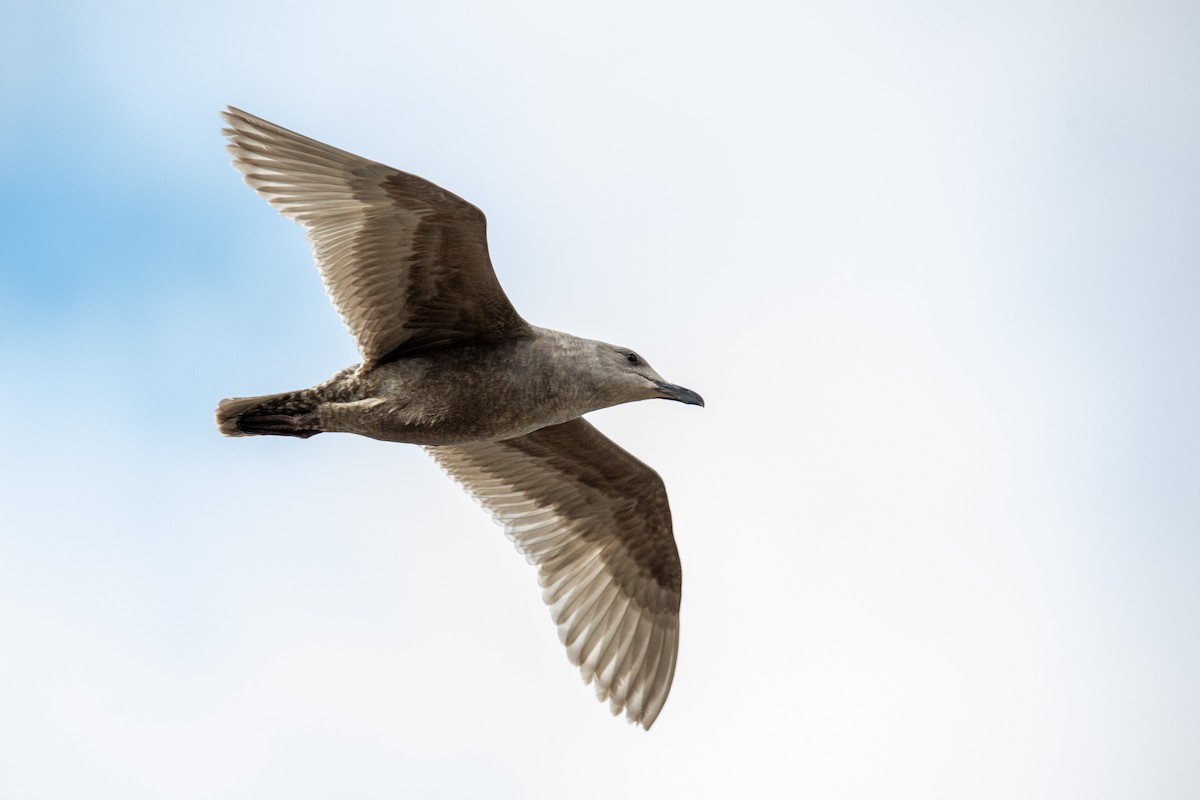 カモメ属 - ML631972893