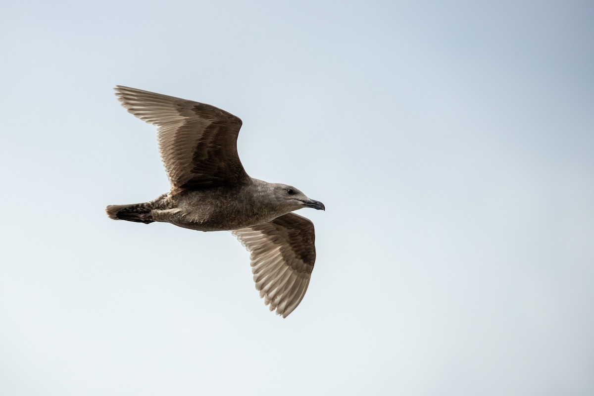 カモメ属 - ML631972894