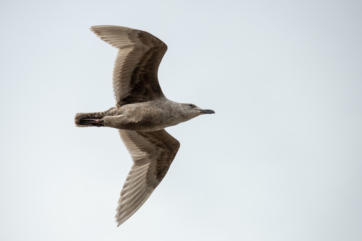 カモメ属 - ML631972895