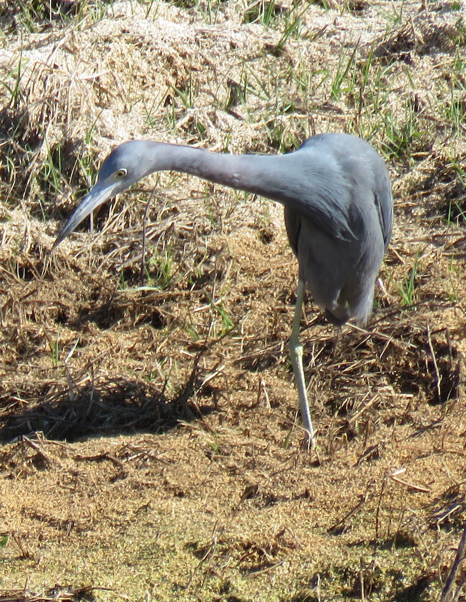 Little Blue Heron - ML631972903