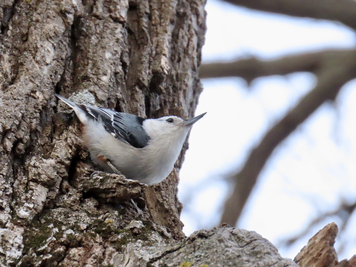 White-breasted Nuthatch - ML631973016