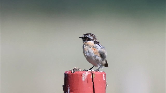 Whinchat - ML631973199