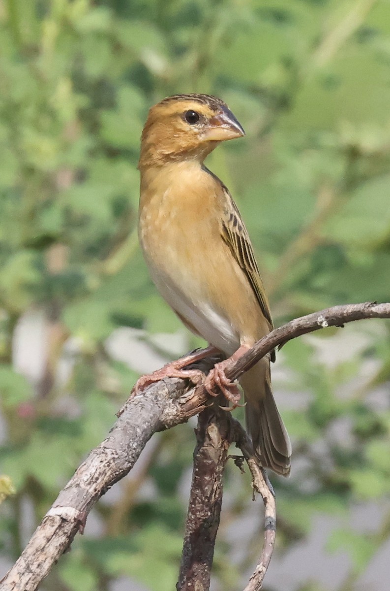 Asian Golden Weaver - ML631973292