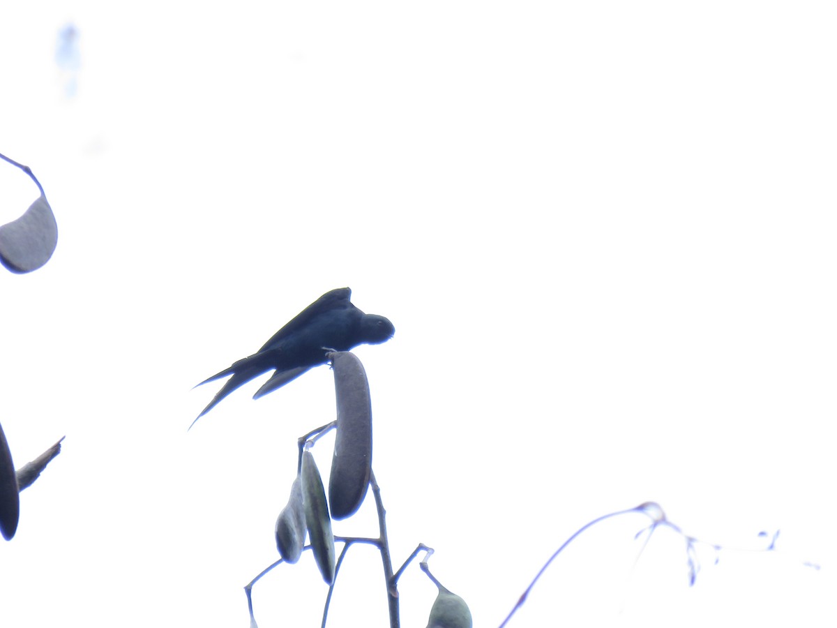 Fanti Sawwing - ML631973404