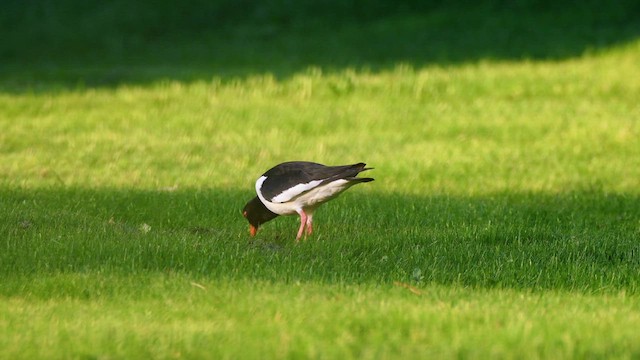 蠣鴴 - ML631973430