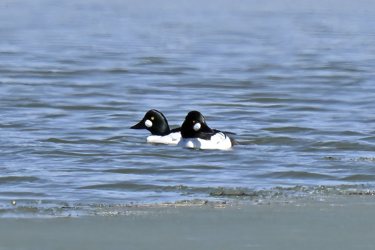 Алаг шунгаач - ML631973571