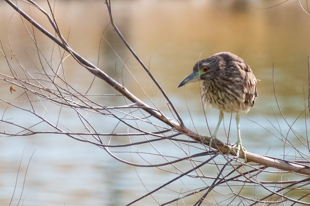 Black-crowned Night Heron - ML631973659