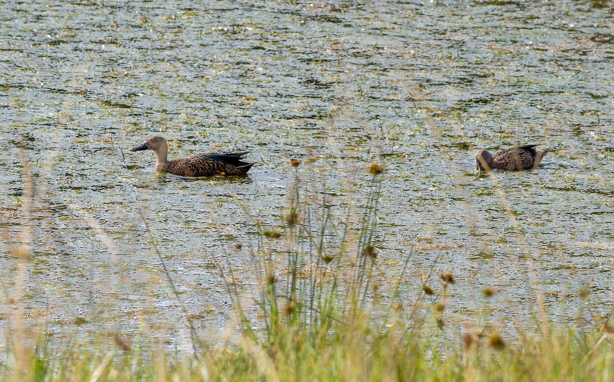 Cape Shoveler - ML631973691