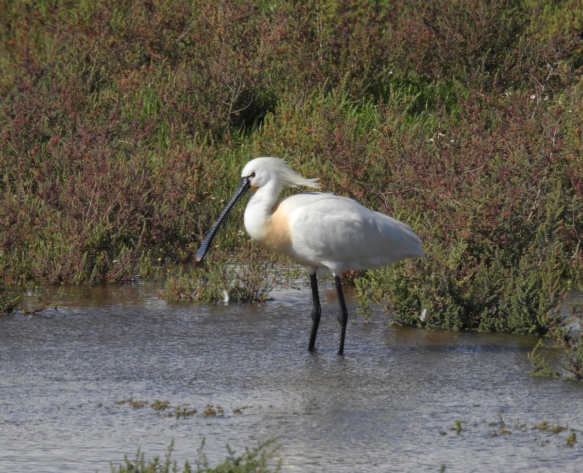 ヘラサギ - ML631973693