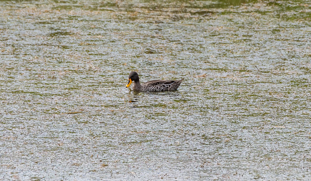 Yellow-billed Duck - ML631973696