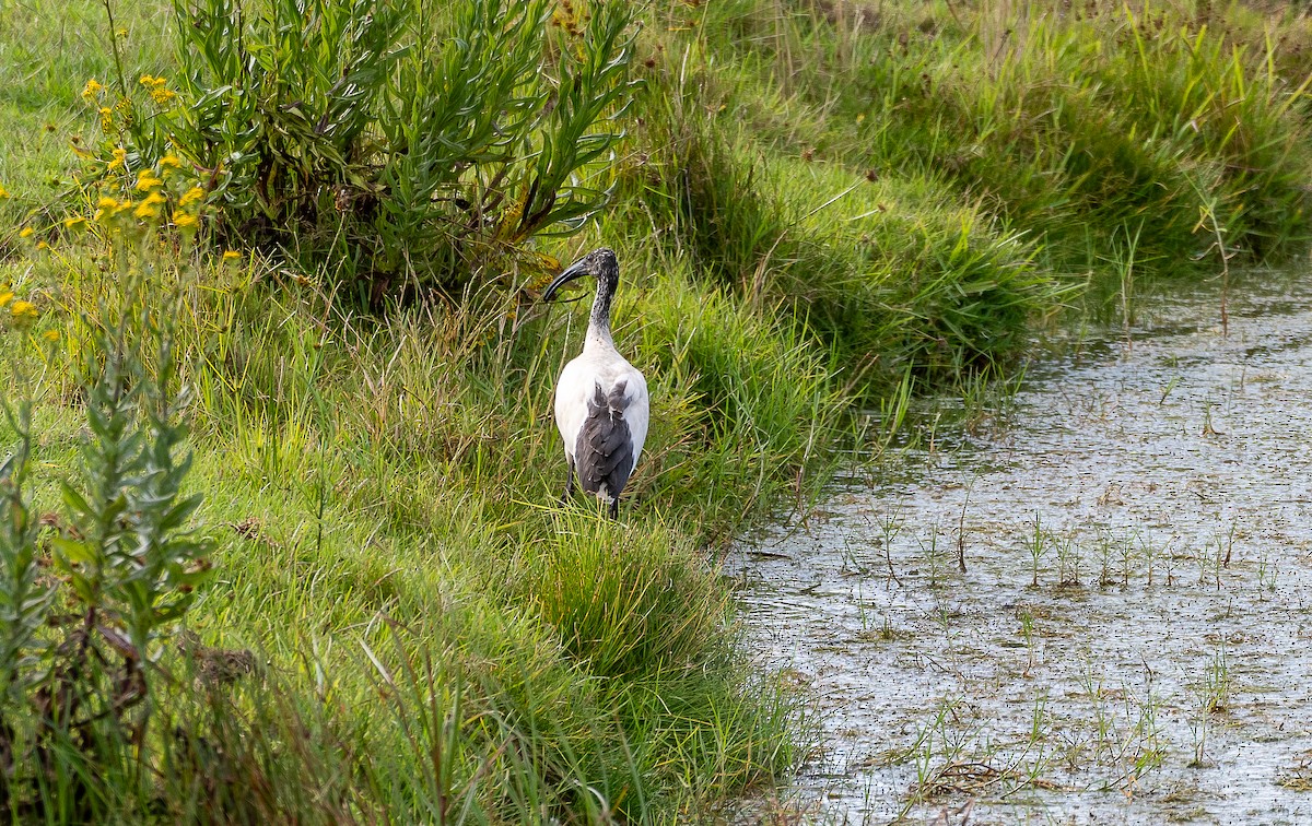 African Sacred Ibis - ML631973711