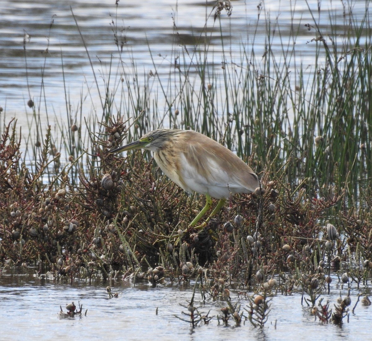 カンムリサギ - ML631973715