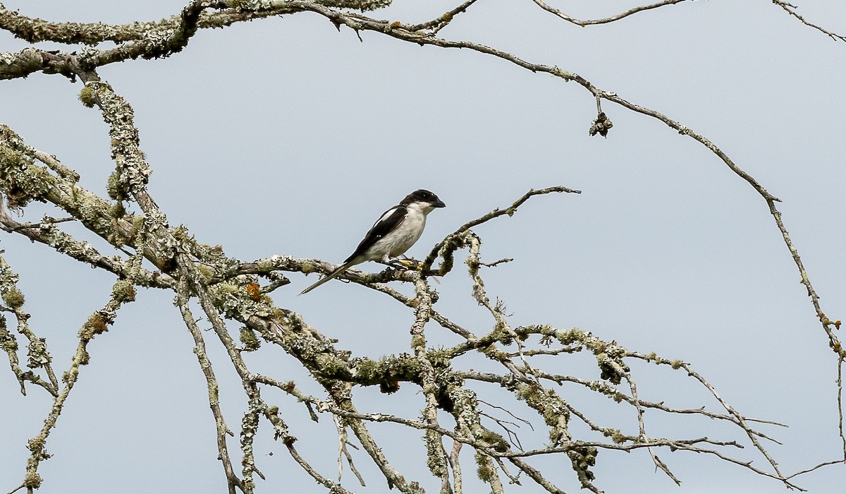 Southern Fiscal - ML631973717