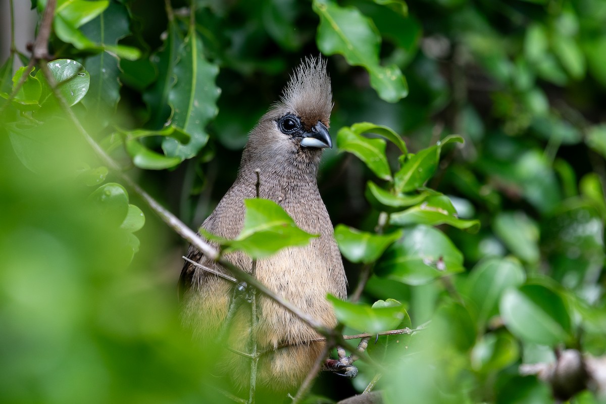 Speckled Mousebird - ML631973757