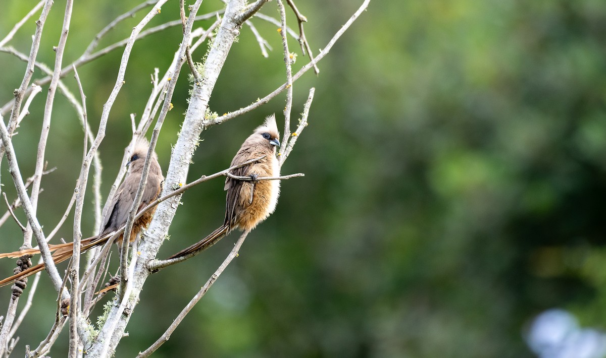 Speckled Mousebird - ML631973758