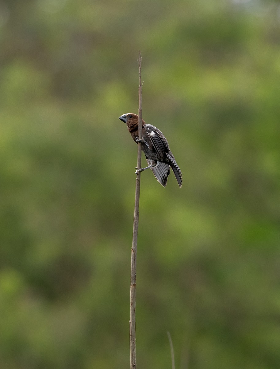 Grosbeak Weaver - ML631973765