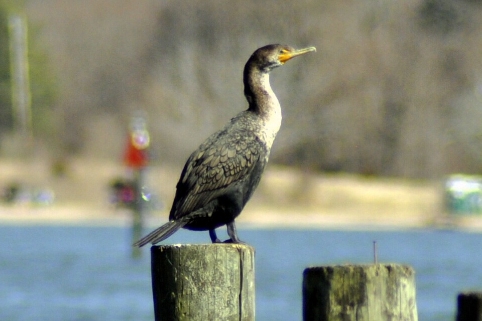 Double-crested Cormorant - ML631973951