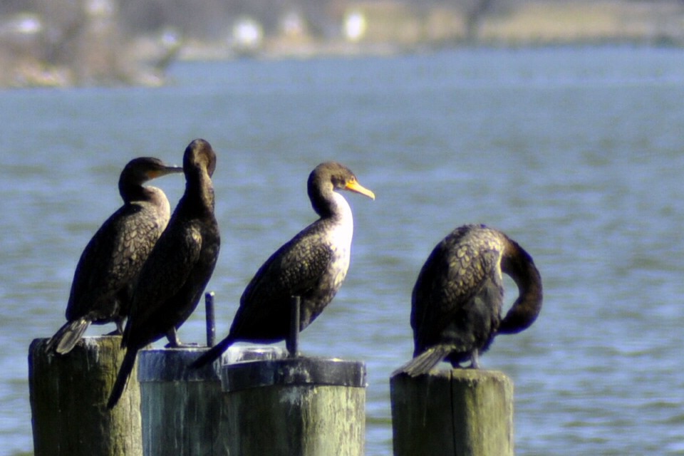 Double-crested Cormorant - ML631973952