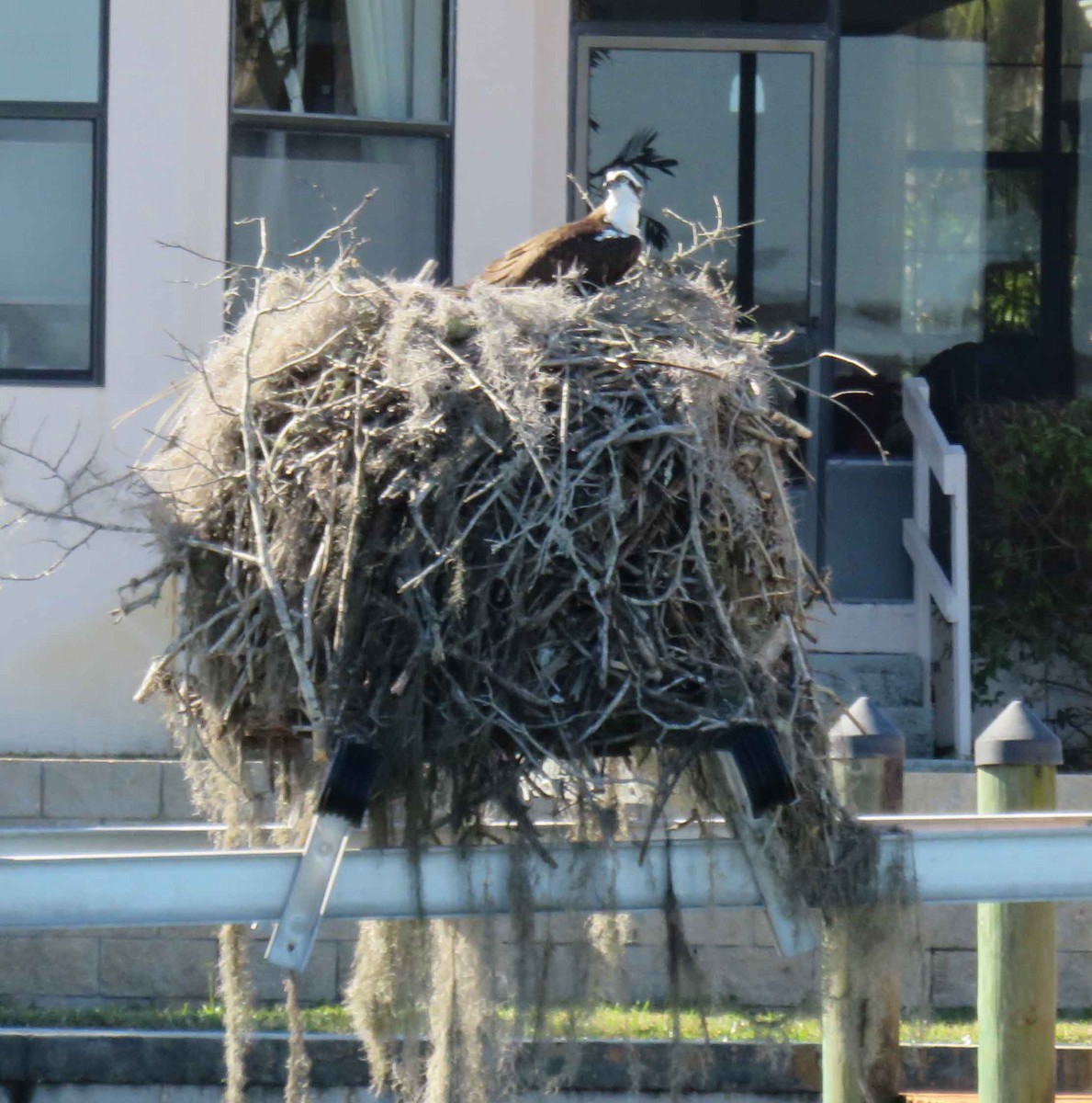 Osprey - ML631973972