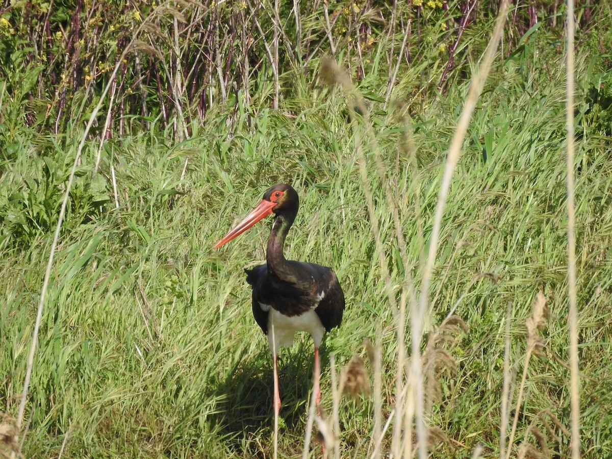 ナベコウ - ML631973973