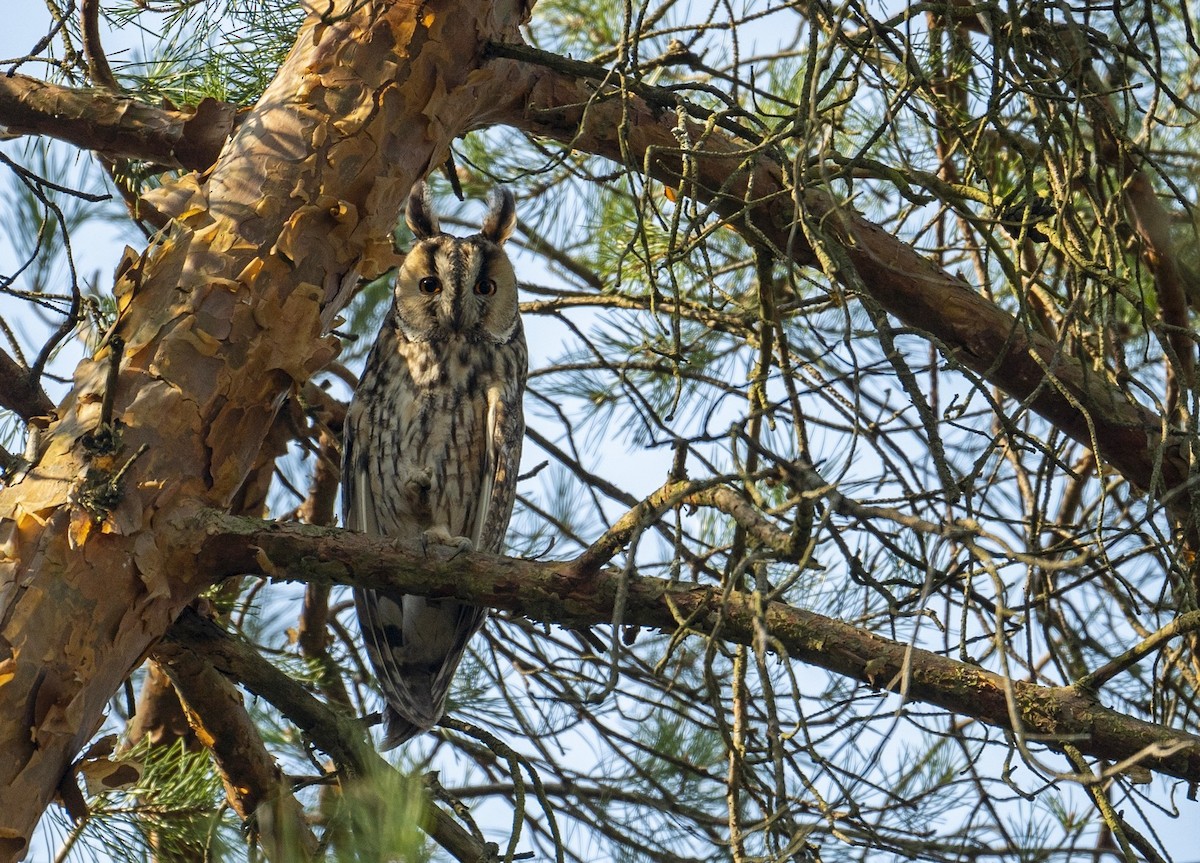 Long-eared Owl - ML631973988