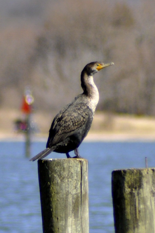 Double-crested Cormorant - ML631974094