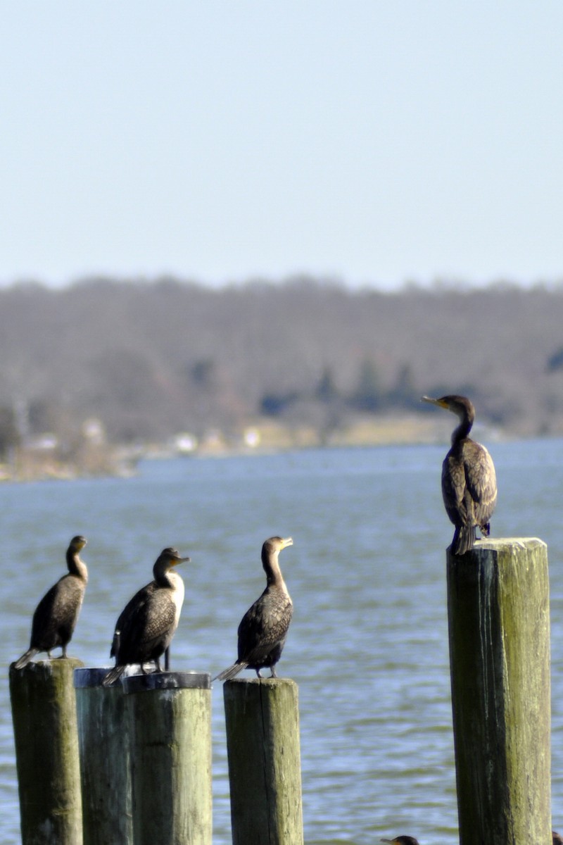 Double-crested Cormorant - ML631974141
