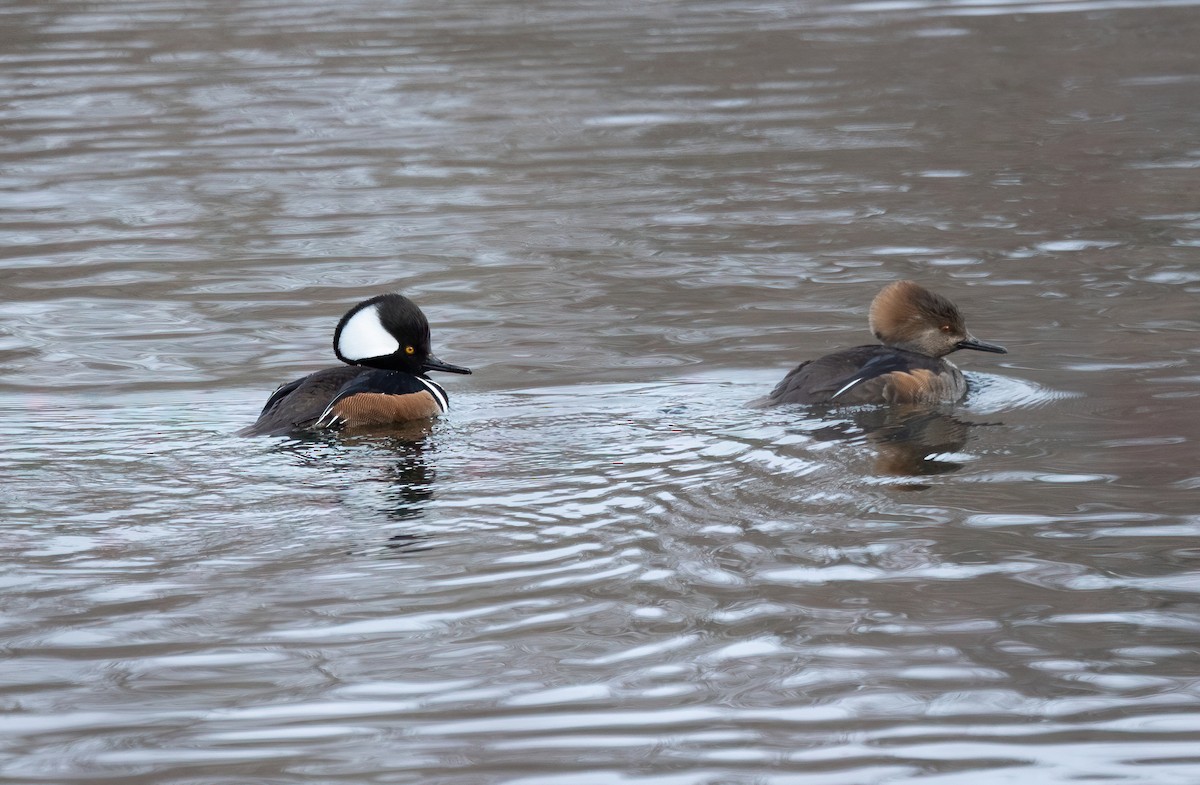 Hooded Merganser - ML631974374
