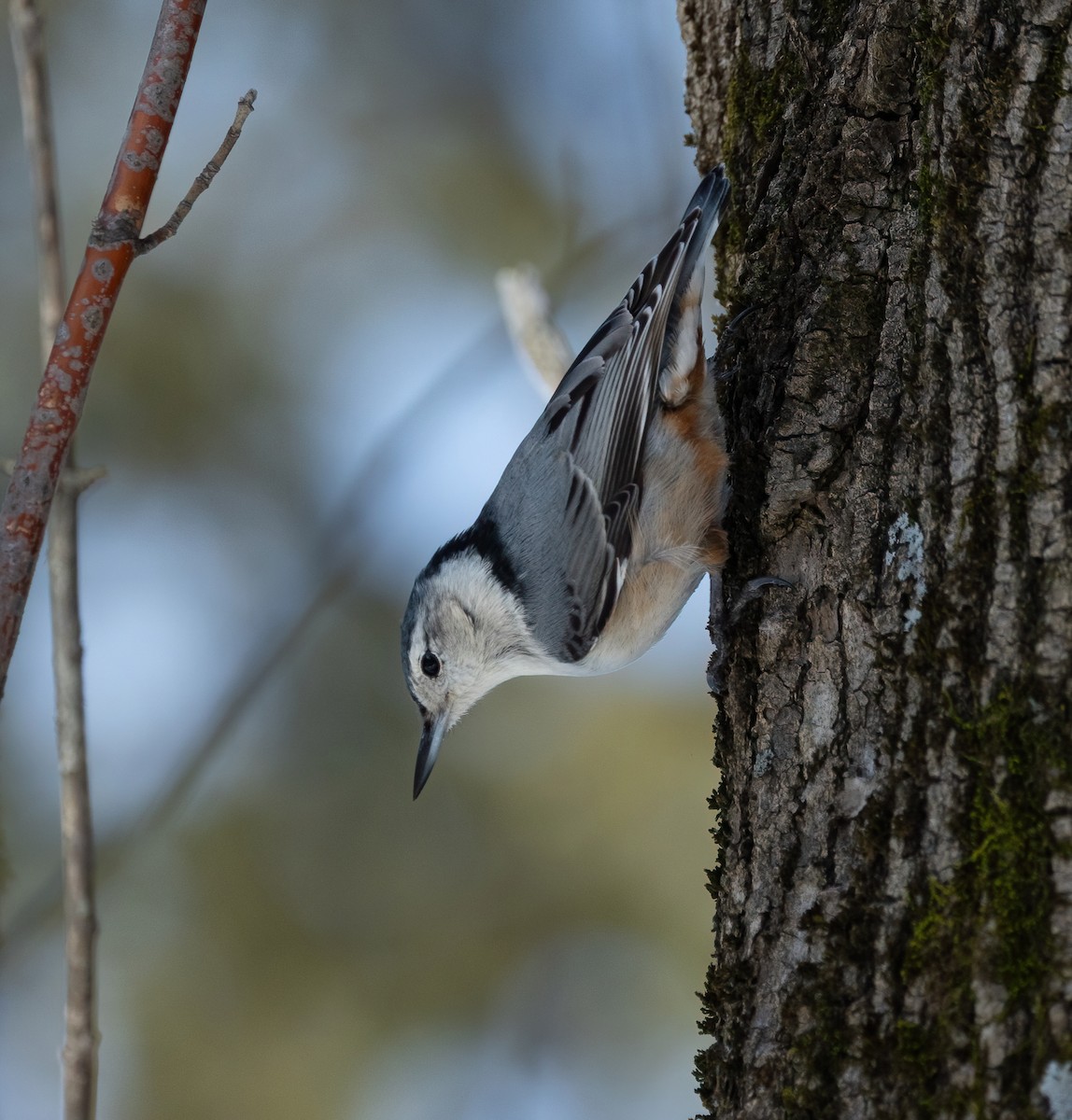 White-breasted Nuthatch - ML631974387