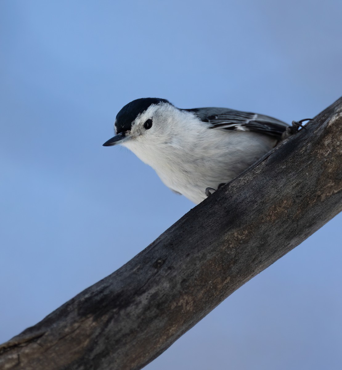 White-breasted Nuthatch - ML631974388