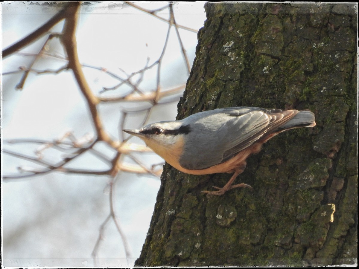 Eurasian Nuthatch - ML631974400