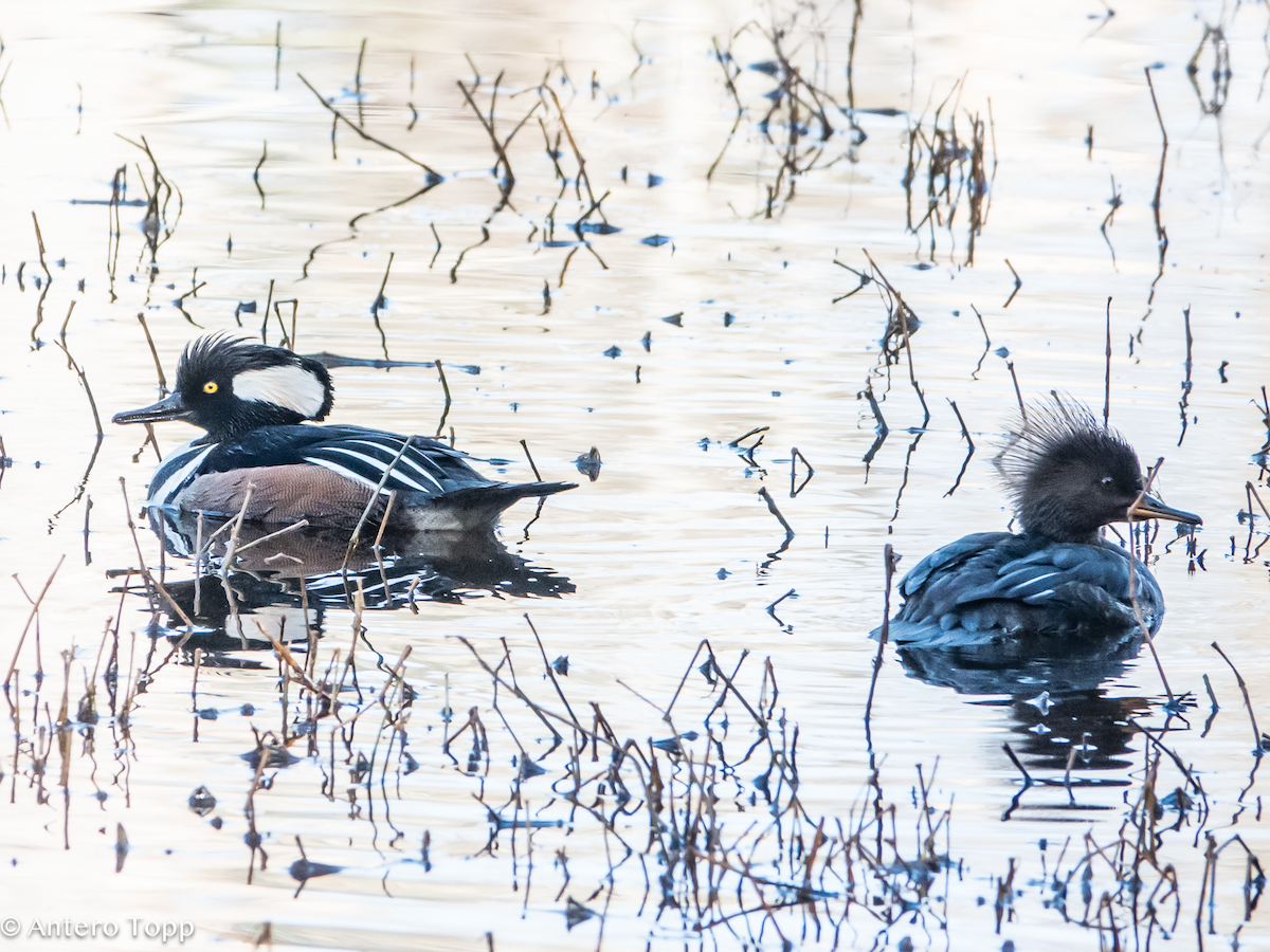 Hooded Merganser - ML631974402