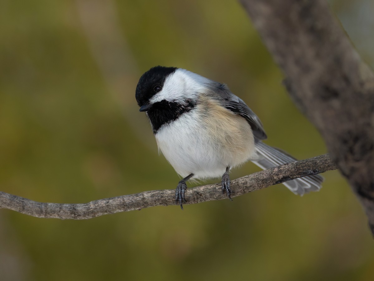 Black-capped Chickadee - ML631974433