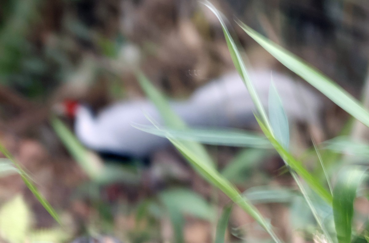 Silver Pheasant - ML631974453