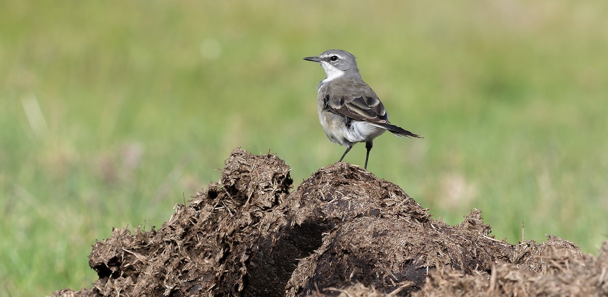 Cape Wagtail - ML631974473