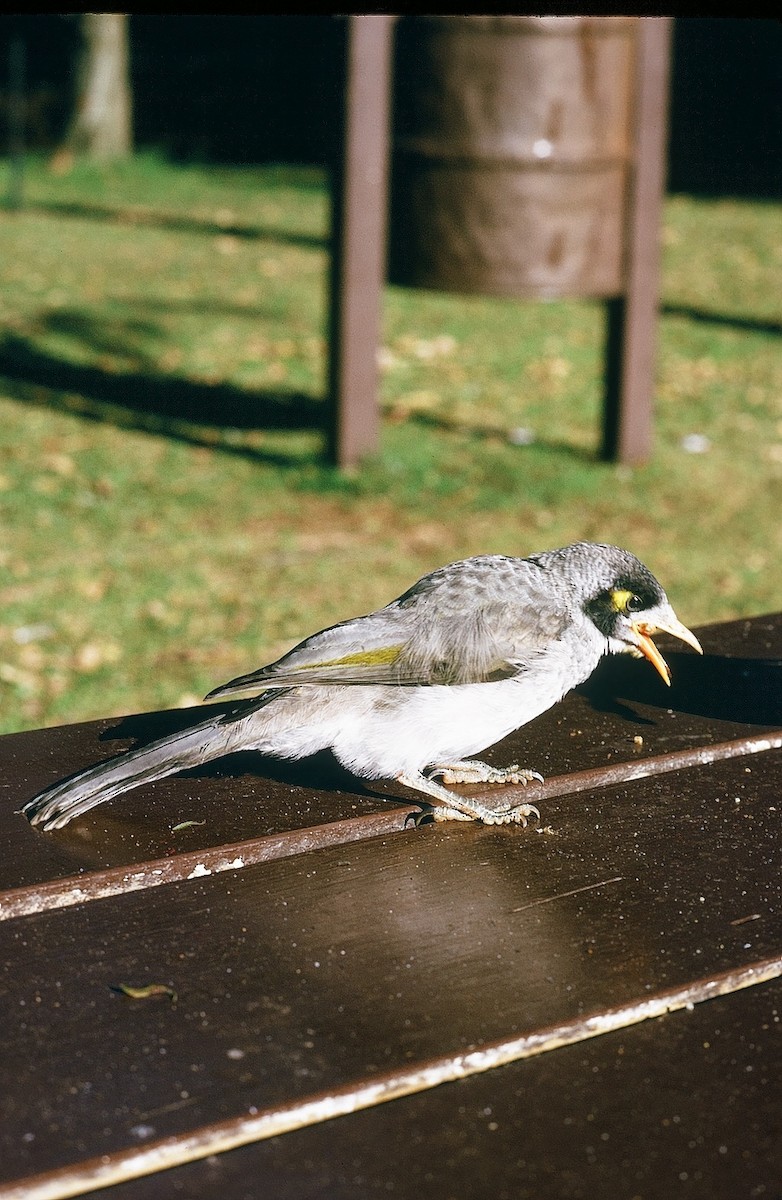 Noisy Miner - ML631974503