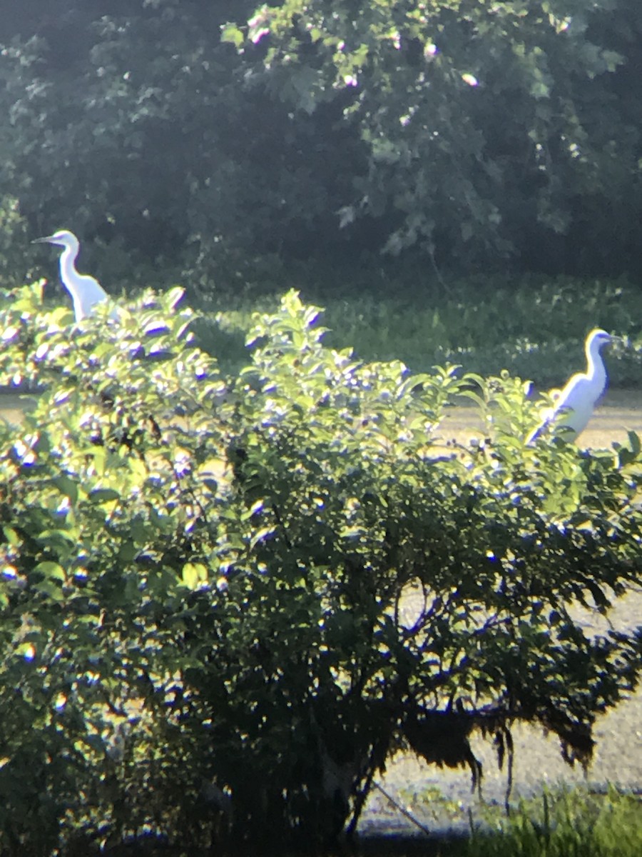 Little Blue Heron - Sean Verkamp