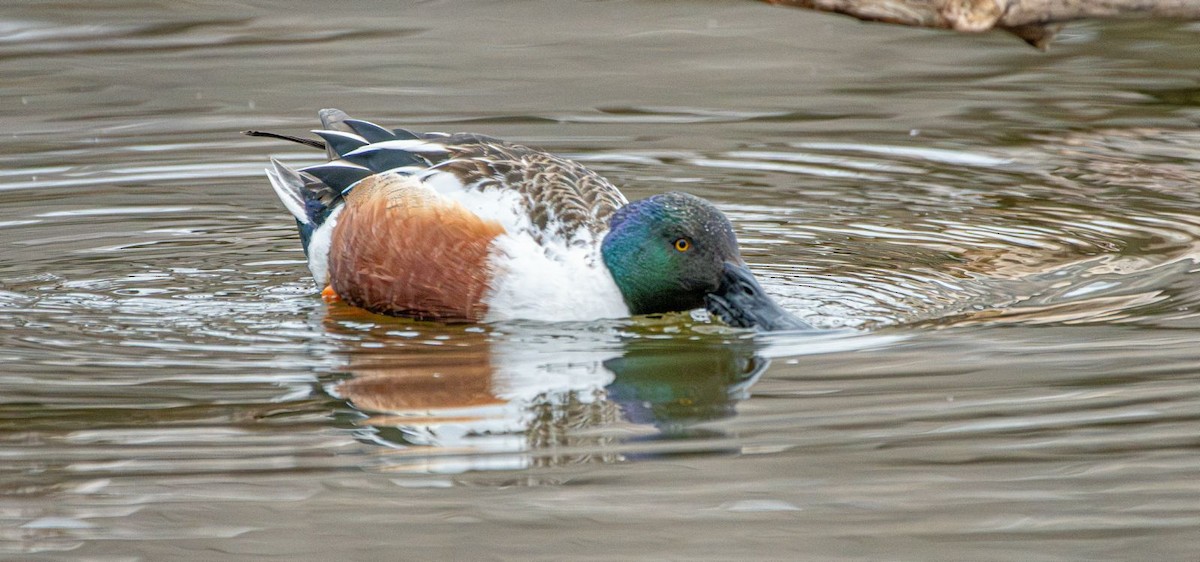 Northern Shoveler - ML631974571