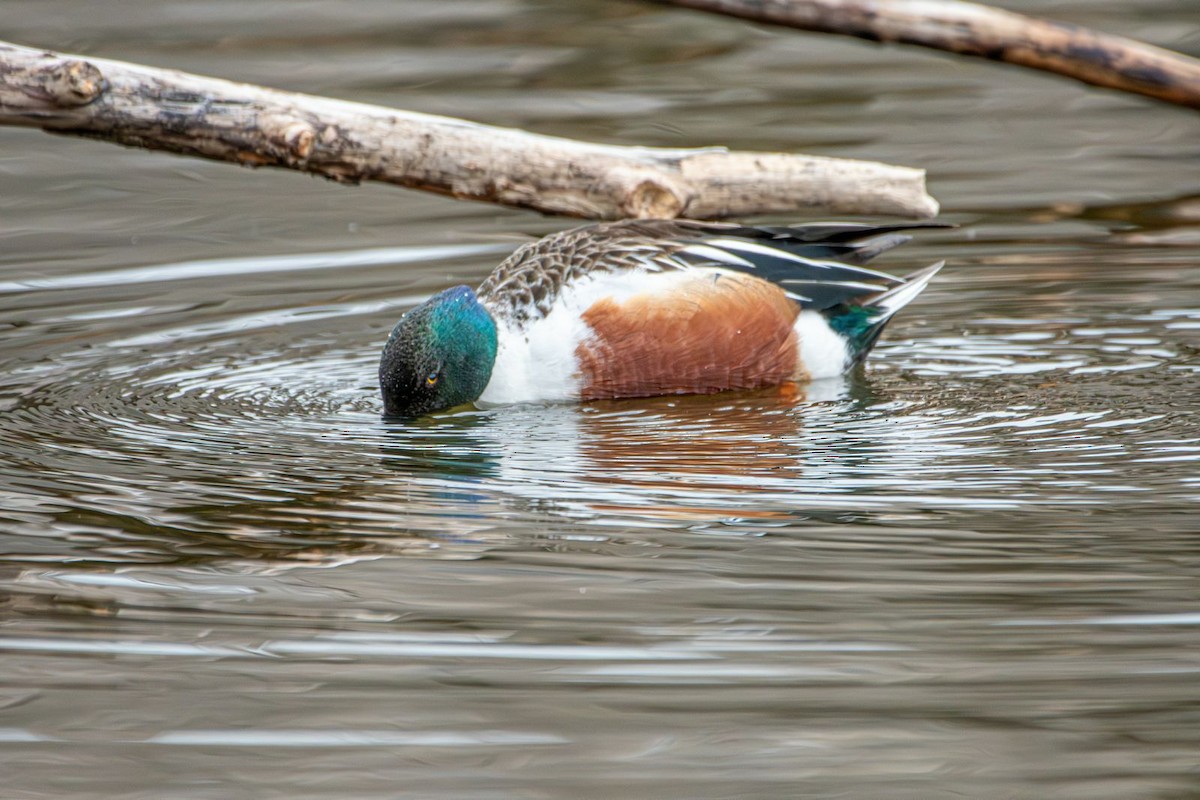 Northern Shoveler - ML631974572