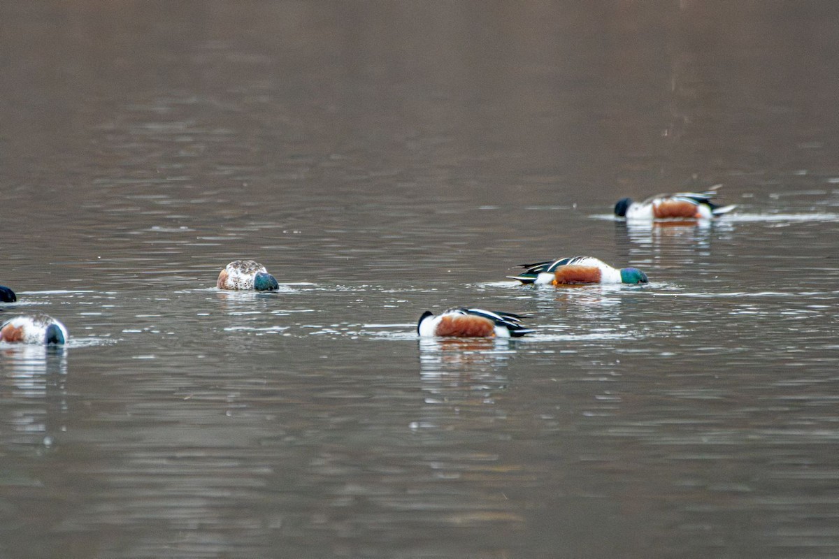 Northern Shoveler - ML631974573