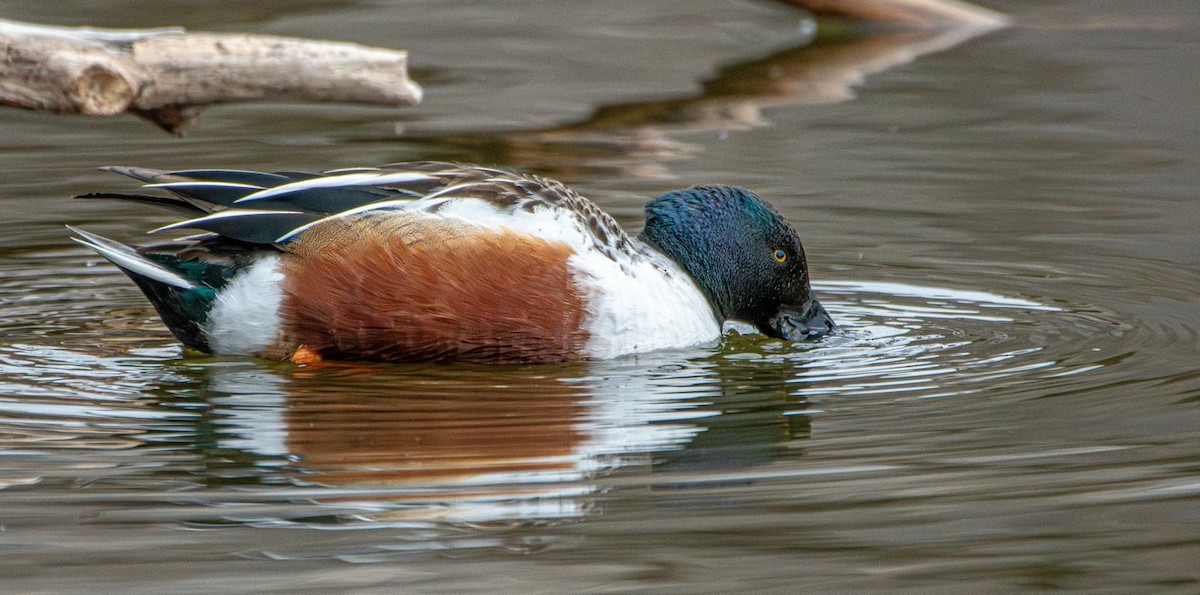 Northern Shoveler - ML631974574