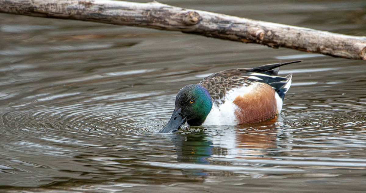 Northern Shoveler - ML631974575